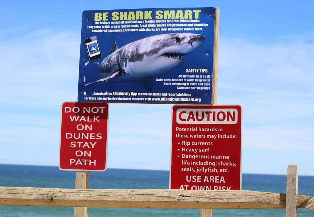 A shark public awareness sign posted at Newcomb Hollow Beach in Wellfleet, Mass. (Quincy Walters/WBUR)