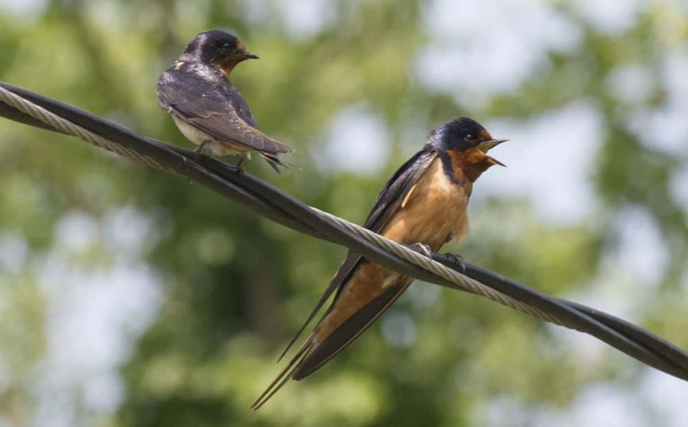 Barn swallows (Brian Amaral/WBUR/File)