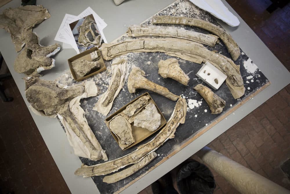 Researchers are unwrapping bones dug up in Texas in the 1930s. (Gabriel C. Pérez/KUT)