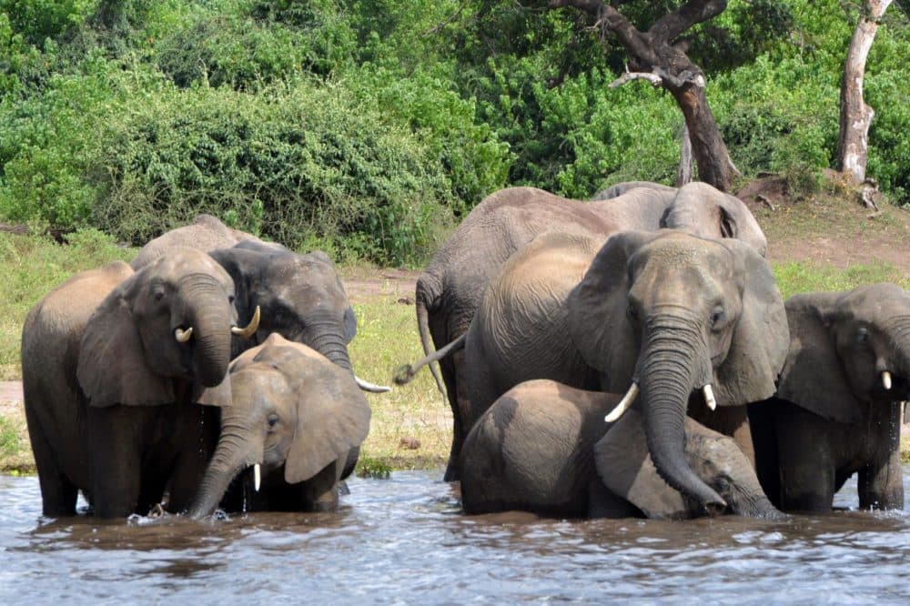 Elephants drink water in the Chobe National Park in Botswana, March 3, 2013. (Charmaine Noronha, File/AP)