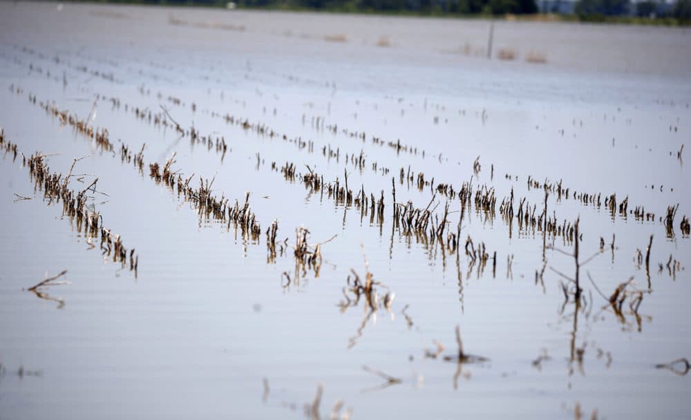 Rows of farm land near Holly Bluff, Miss., are covered with backwater flooding, Thursday, May 23, 2019. (Rogelio V. Solis/AP)