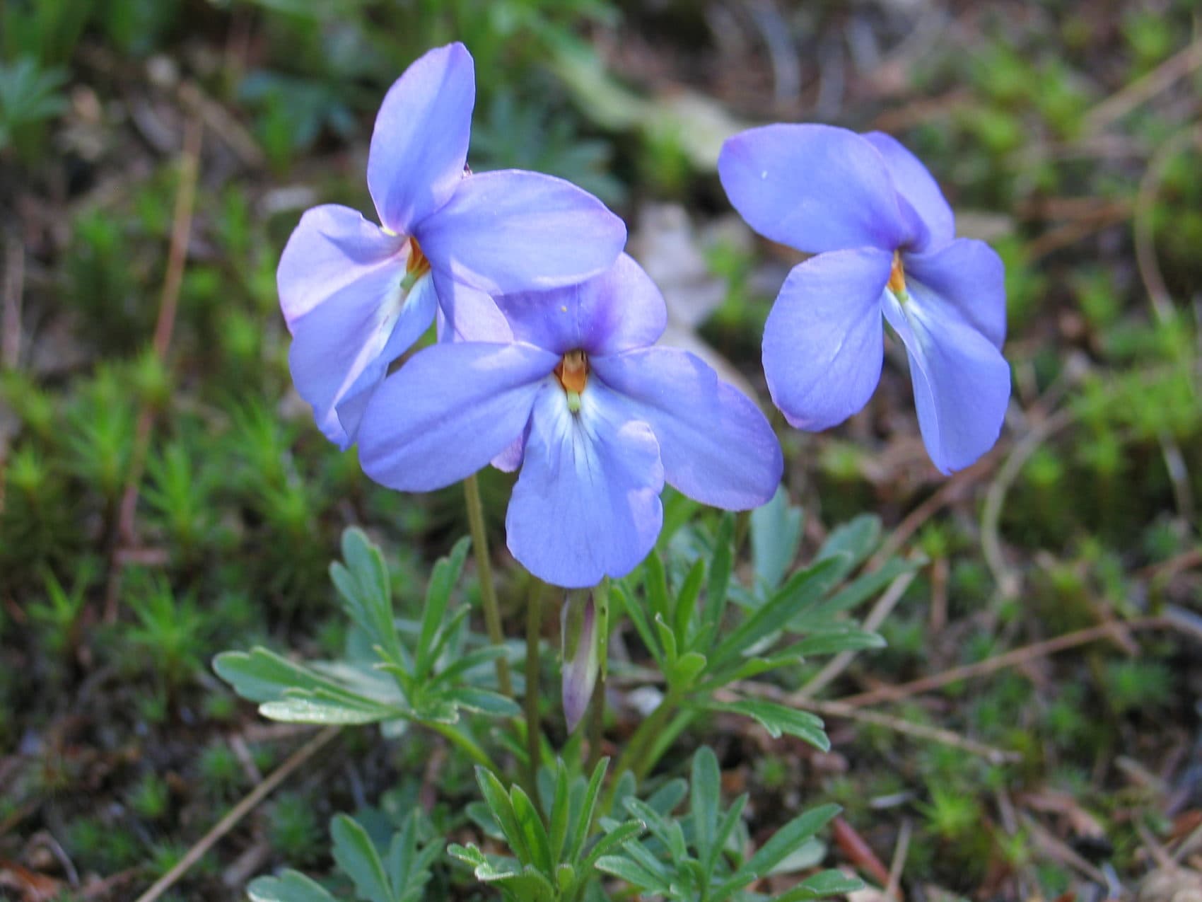 Bird’s foot violets and other orchid species have declined in abundance. (Courtesy of Richard Primack)