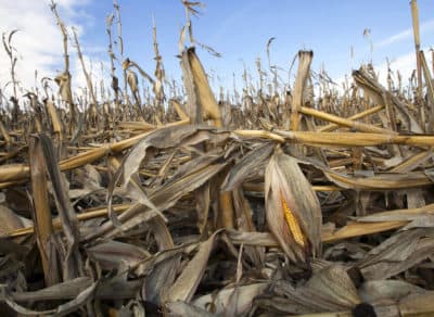 In this Sept. 19, 2012 file photo, corn plants weakened by the drought lie on the ground after being knocked over by rain in Bennington, Neb. The impacts of rising global temperatures are widespread and costly: more severe storms, rising seas, species extinctions, and changes in weather patterns that will alter food production and the spread of disease. (Nati Harnik/AP)