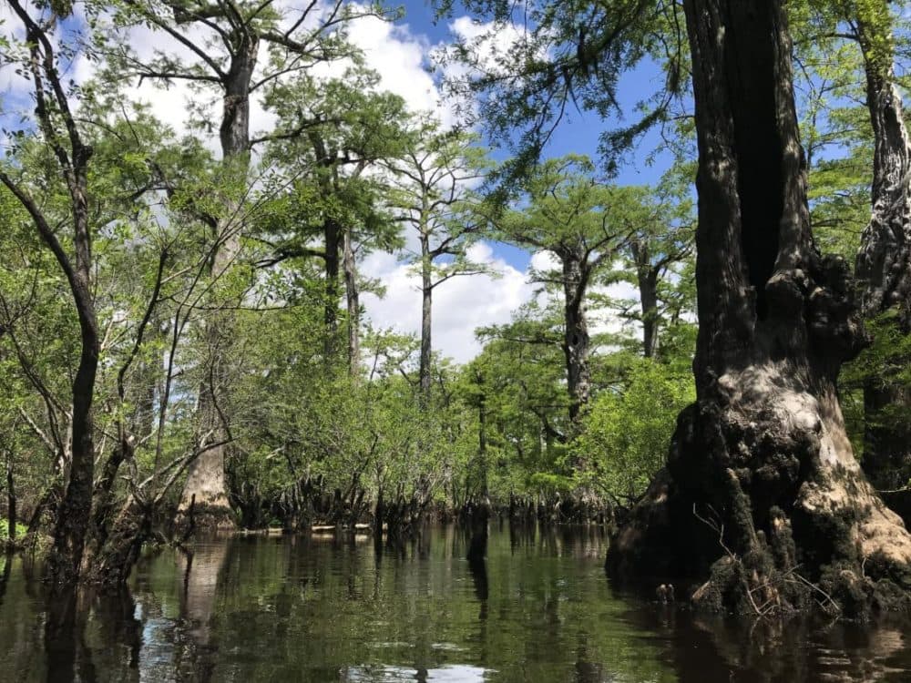 Some of the world's oldest trees live in the black swamps of North Carolina. (Will Michaels/WUNC)