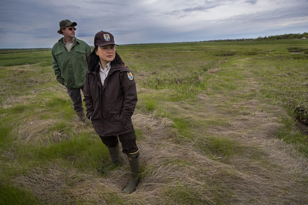 Geoff Wilson and Nancy Pau look over some of the previous work they have accomplished in the Parker River Wildlife Refuge. (Jesse Costa/WBUR)