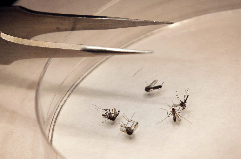 Mosquitos are sorted at the Dallas County mosquito lab in Dallas in 2012. (LM Otero/AP)