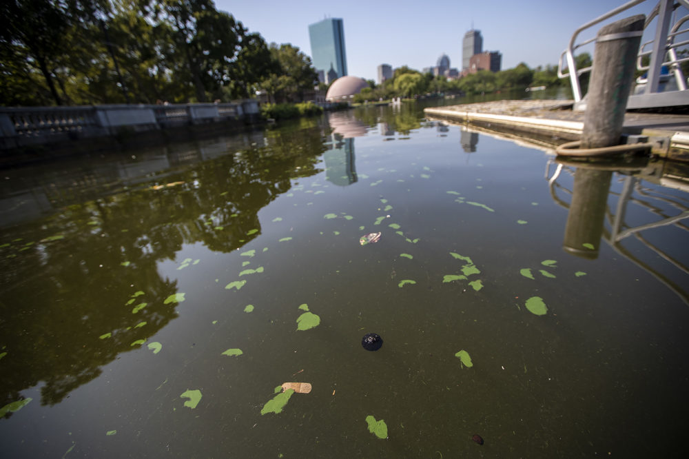 Blue-green algae, or cyanobacteria, blooms on the surface of the Charles River. (Jesse Costa/WBUR)