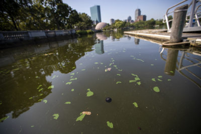 Blue-green algae, or cyanobacteria, blooms on the surface of the Charles River. (Jesse Costa/WBUR)