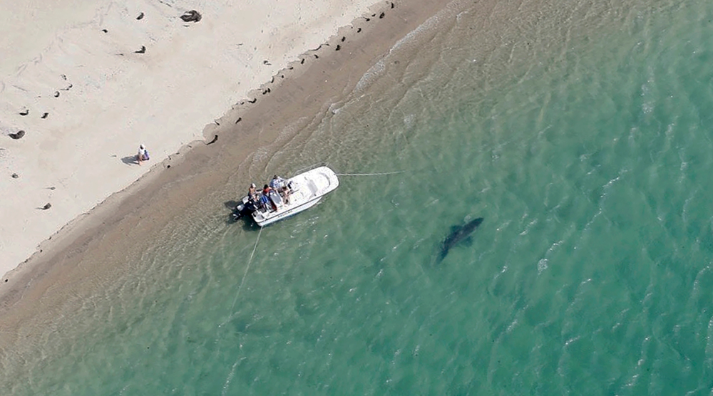A great white shark swims close to the Cape Cod shore in Chatham, Mass in 2016. (Wayne Davis/Atlantic White Shark Conservancy via AP)