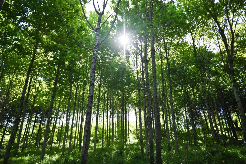 Swiss researchers are studying the effects of planting trees to capture carbon dioxide in the atmosphere. (Fred Tanneau /AFP/Getty Images)