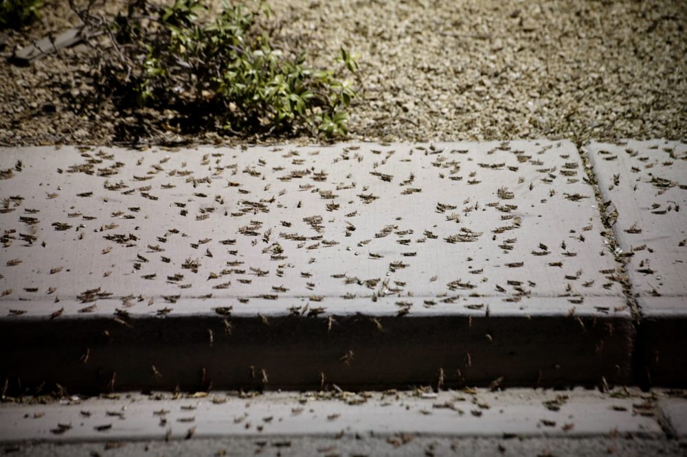 Massive swarms of grasshoppers have descended on the Las Vegas Strip this week, startling tourists and residents as they pass through town on their northbound migration. (Bridget Bennett/AFP/Getty Images)
