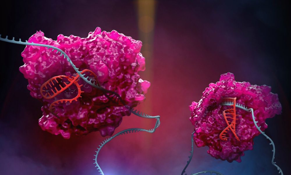 The CRISPR family enzyme CAS13 (pink) uses a special guide (red) to target RNAs in the cell (blue.) (Courtesy of Stephen Dixon/the McGovern Institute)