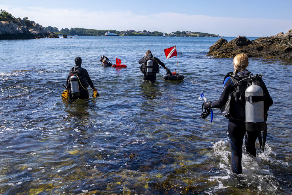 Koty Sharp and her team walk out into Narragansett Bay in search of Northern Star coral along the coastline at Fort Wetherill State Park. (Jesse Costa/WBUR)