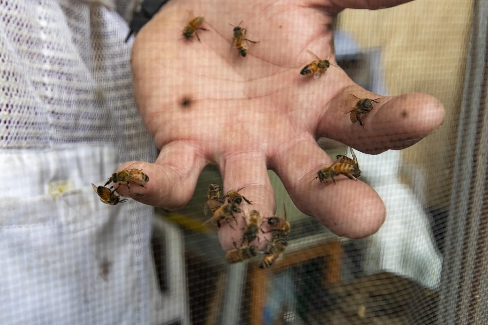 Jim Rawlings, a beekeeper from West Wareham, holds a handful of honey bees at the honey bee exhibit at the Marshfield Fair. (Jesse Costa/WBUR)