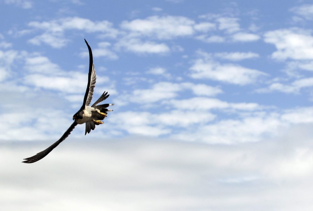 In this file photo, a peregrine falcon flies over San Francisco on Monday, April 23, 2012. (Marcio Jose Sanchez/AP)