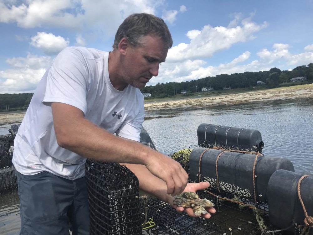 Jeff Putnam, a Chebeague Island lobsterman who has a side line in oysters, in 2018. (Fred Bever/Maine Public Radio)