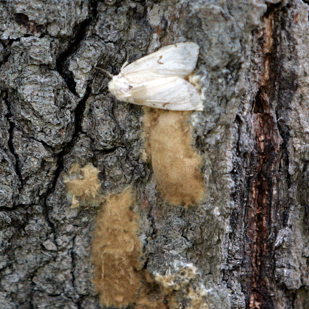 In this July 2008 photo, a female gypsy moth lays her eggs on the trunk of a tree in the Salmon River State Forest in Hebron, Conn. (Bob Child/ AP Photo)