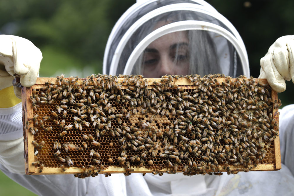 U.S. Army veteran Wendi Zimmermann transfers a frame of bees to a new box, while checking them for disease and food supply at the Veterans Affairs' beehives in Manchester, N.H. (Elise Amendola/AP)