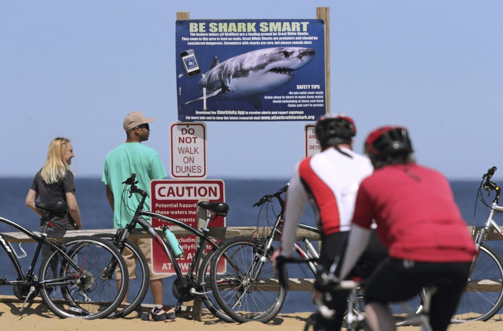 A couple stands next to a shark warning sign while looking at the ocean at Lecount Hollow Beach in Wellfleet, Mass. Local chamber of commerce data suggests Cape Cod lodging and beach visit numbers are down. (Charles Krupa/AP File Photo)
