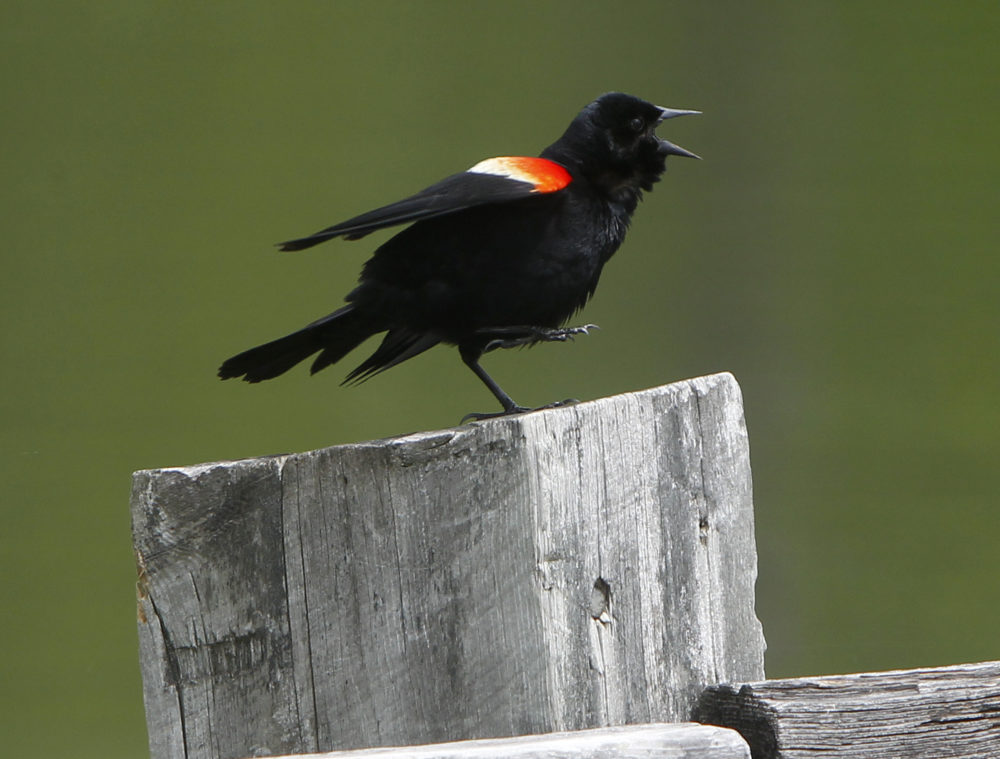 A red-winged blackbird sings while on a fence post on Wednesday, May 22, 2013 in Brookfield, Vt. (Toby Talbot/AP)
