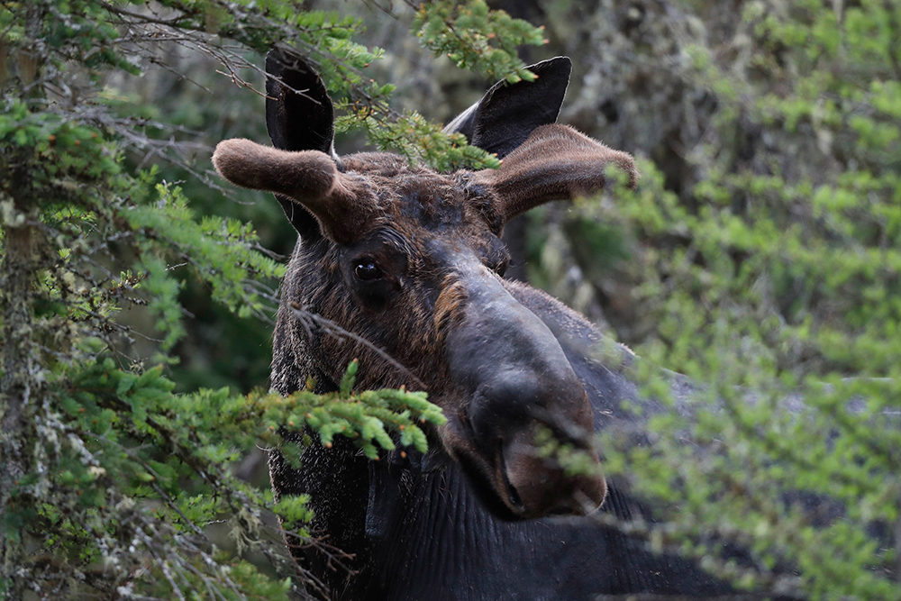 The northern New England states are home to thousands of moose, but the herd has dwindled in the last decade, in part because of the winter ticks. (Robert F. Bukaty, AP Photo)