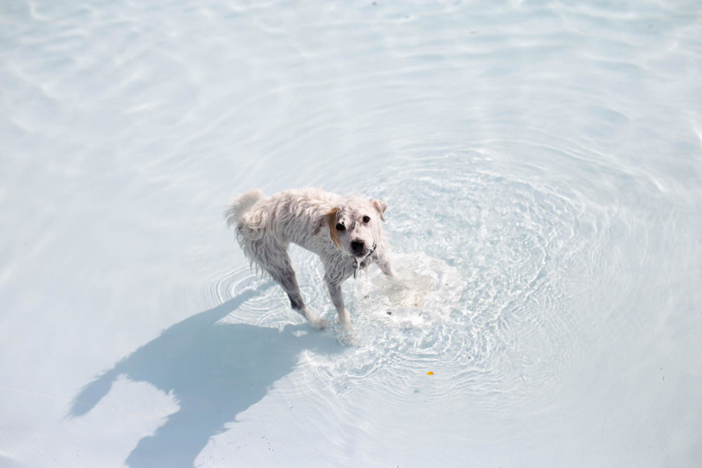 A dog taking part in Buhr Park Pool's Dog Days. (Katie Raymond/Michigan Radio)