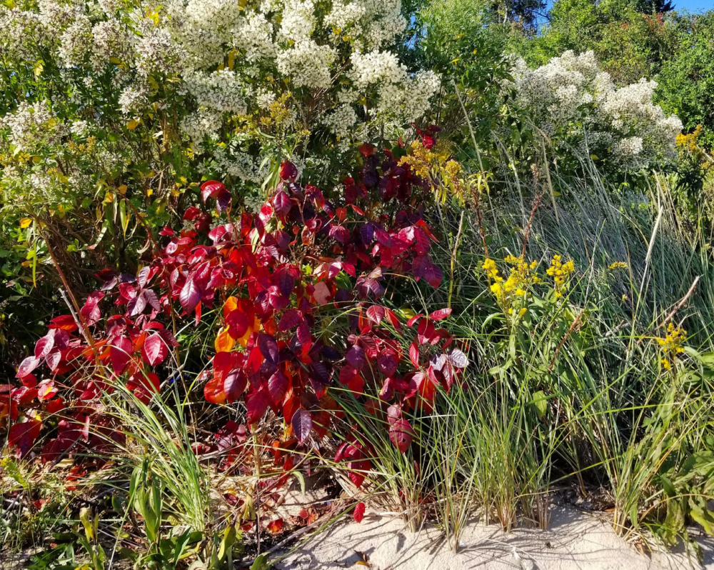 The dunes of Cape Cod are a favorite spot for poison ivy to grow among the grasses. (Courtesy of Eric Fisher)