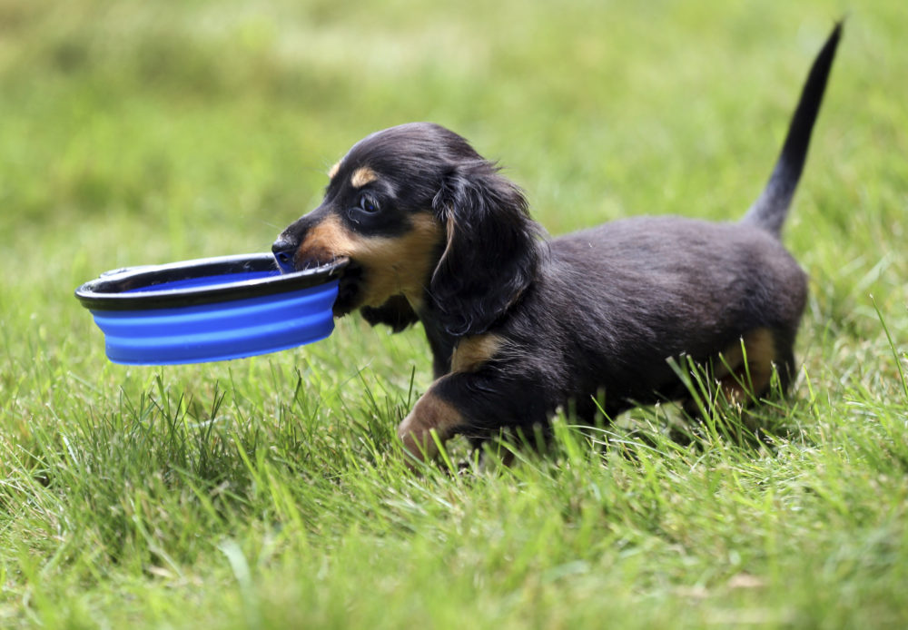 An 8-week-old Dachshund puppy carries her water dish in Wilmington, Massachusetts. (Elise Amendola/AP)