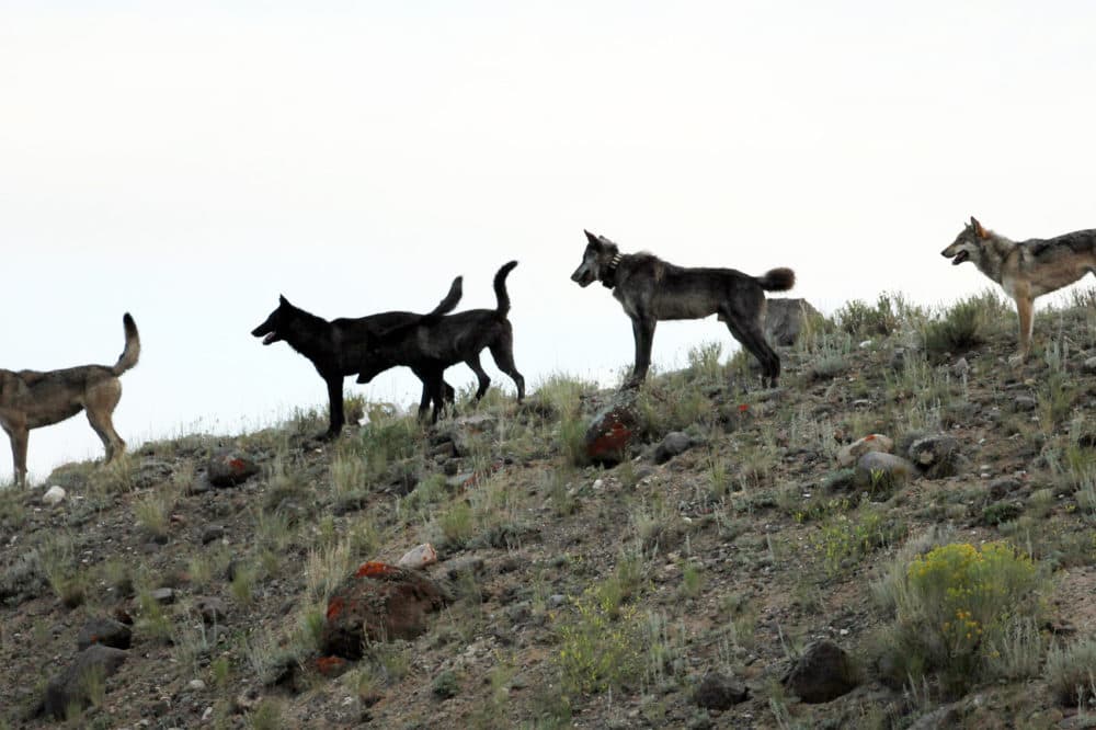 In this August 2012 file photo provided by Wolves of the Rockies a wolf pack stands on a hillside of the Lamar Canyon in Yellowstone National Park, Wyo. (Wolves of the Rockies,File/AP)