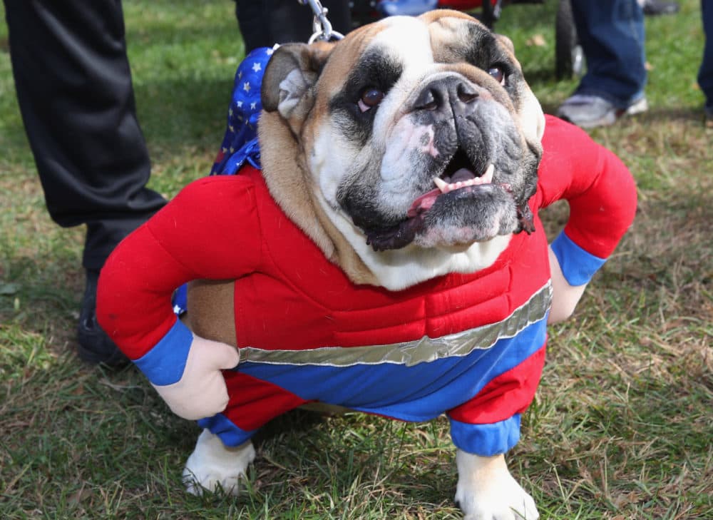 An English Bulldog in a Halloween costume parades around Eisenhower Park during Barkfest on Oct. 26, 2019 in East Meadow, New York. (Bruce Bennett/Getty Images)