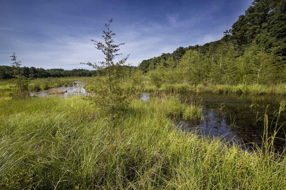 The Eel River Preserve, where 40 acres of retired cranberry bogs were restored to their native status beginning in 2009. (Jesse Costa/WBUR)