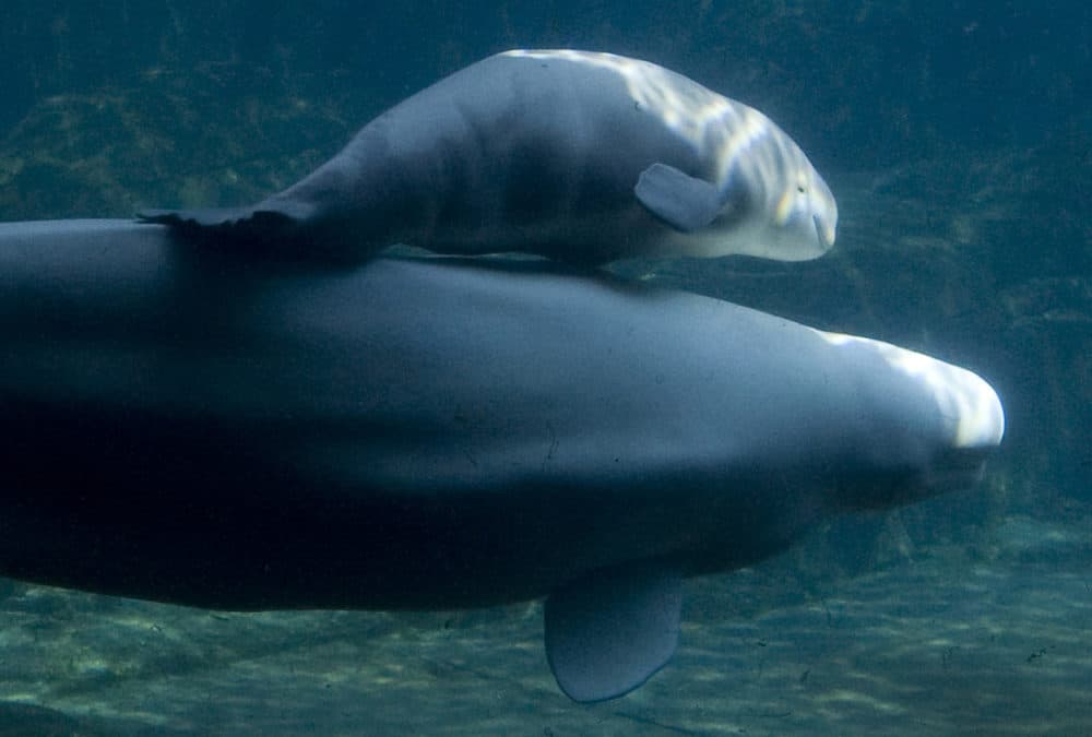 Vancouver Aquarium's newest baby beluga and her mother Aurora swim past the underwater viewing gallery in Vancouver, Tuesday, June 30, 2009. (Jonathan Hayward/THE CANADIAN PRESS)