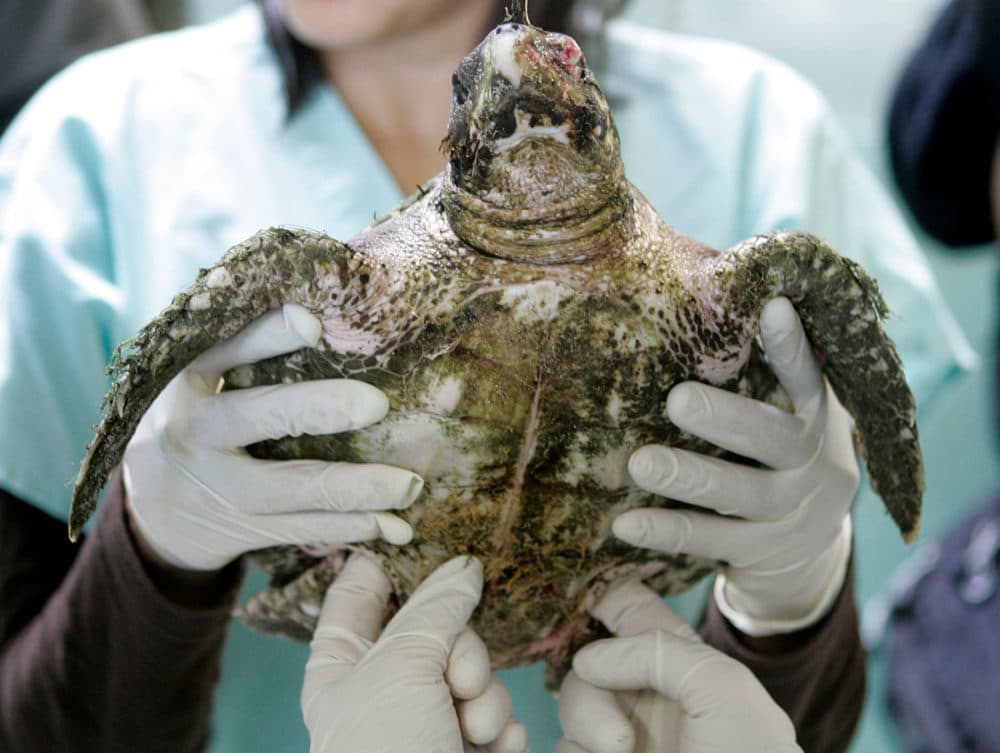 This file photo shows a volunteer holding up a juvenile sea turtle suffering from hypothermia, which was rescued from a stranding on Cape Cod, at the New England Aquarium in Boston on Nov. 12, 2007. (Charles Krupa/AP)