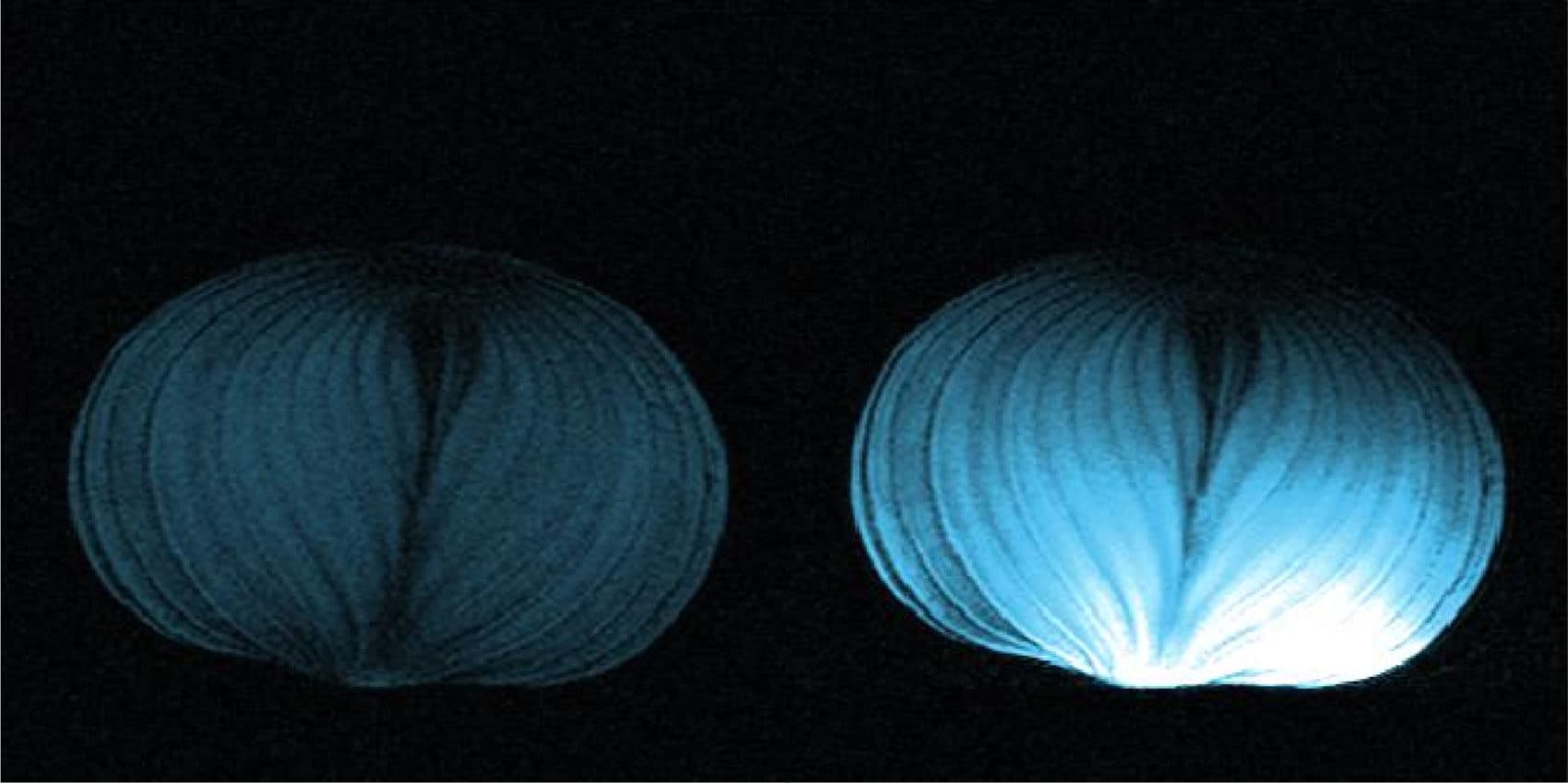 A comparison of two MRI images. The onion on the right rested on top of a &quot;magnetic metamaterial&quot; that enhanced the MRI signal. The onion on the  left did not have the signal boosting device. (Courtesy of Xin Zhang)