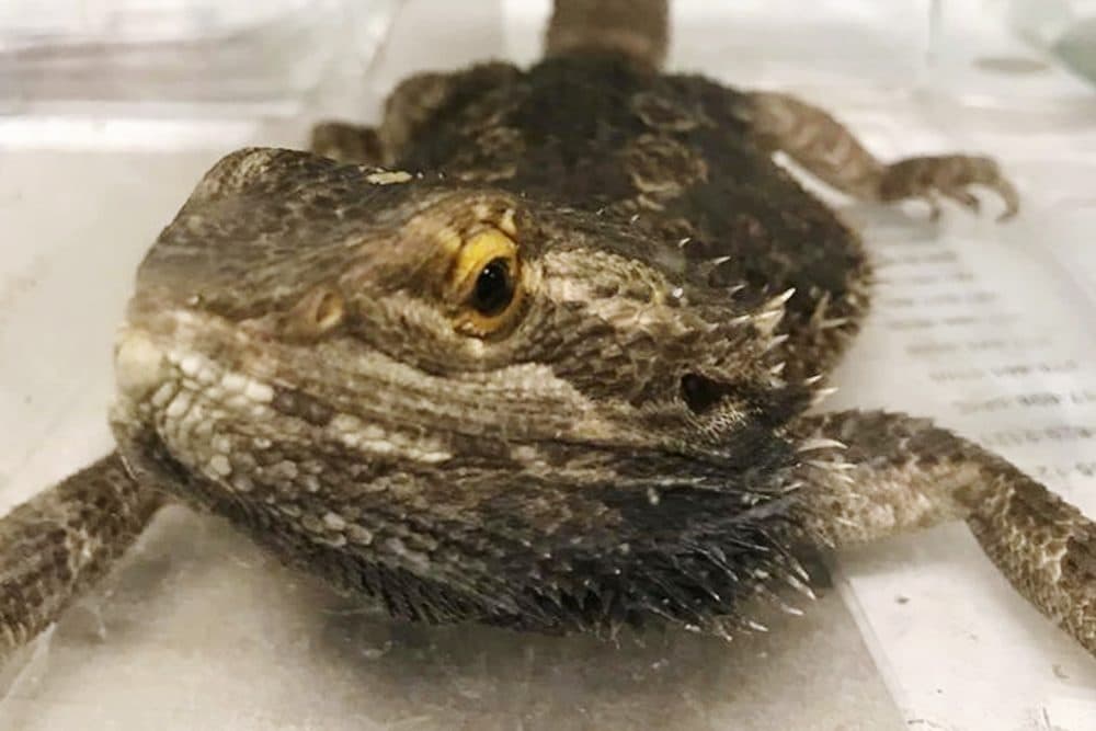 This Dec. 21, 2019, photo released by the Stoughton Police Department shows one of six lizards the department rescued that had been abandoned on a street in Stoughton, Mass. (Stoughton Police Department via AP)