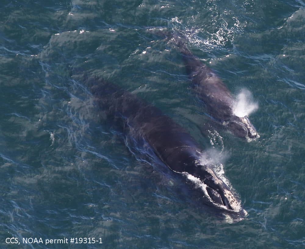 In this Thursday, April 11, 2019, aerial photo provided by the Center for Coastal Studies, a baby right whale swims with its mother in Cape Cod Bay. (Amy James/Center for Coastal Studies/NOAA permit 19315-1 via AP)