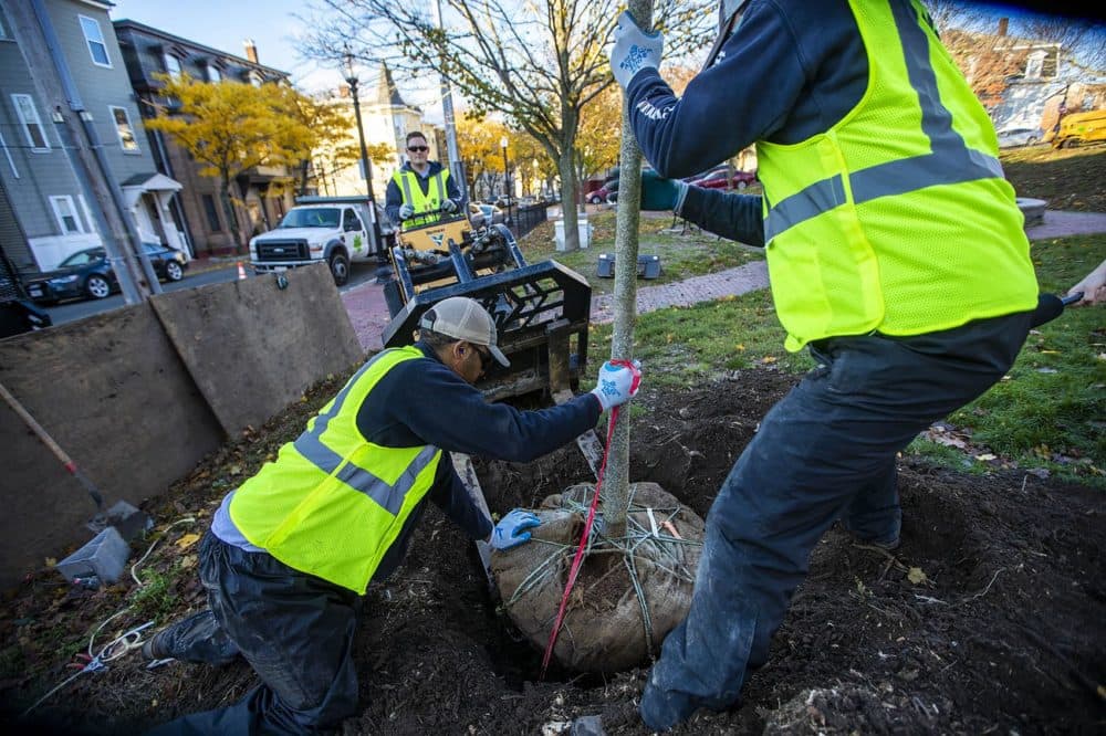 Mike Nichols, Tomas Cardoso and Romeo Gonzales place the tree in a hole at Prescott Sq. Park in East Boston. (Jesse Costa/WBUR)