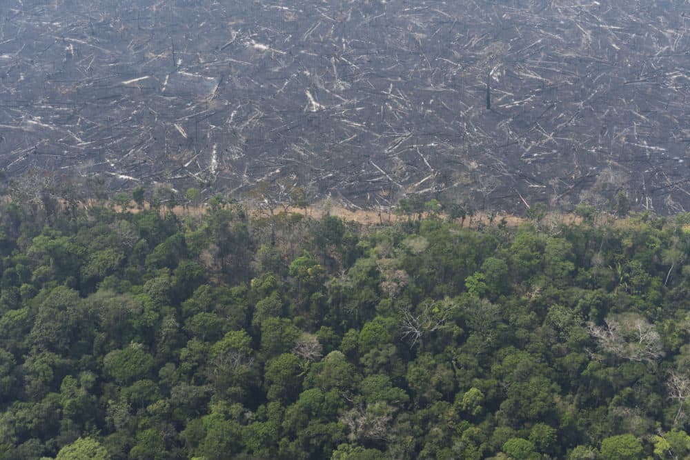 A lush forest sits next to a field of charred trees felled by wildfires near Porto Velho, Brazil, Friday, Aug. 23, 2019. (Victor R. Caivano/AP)