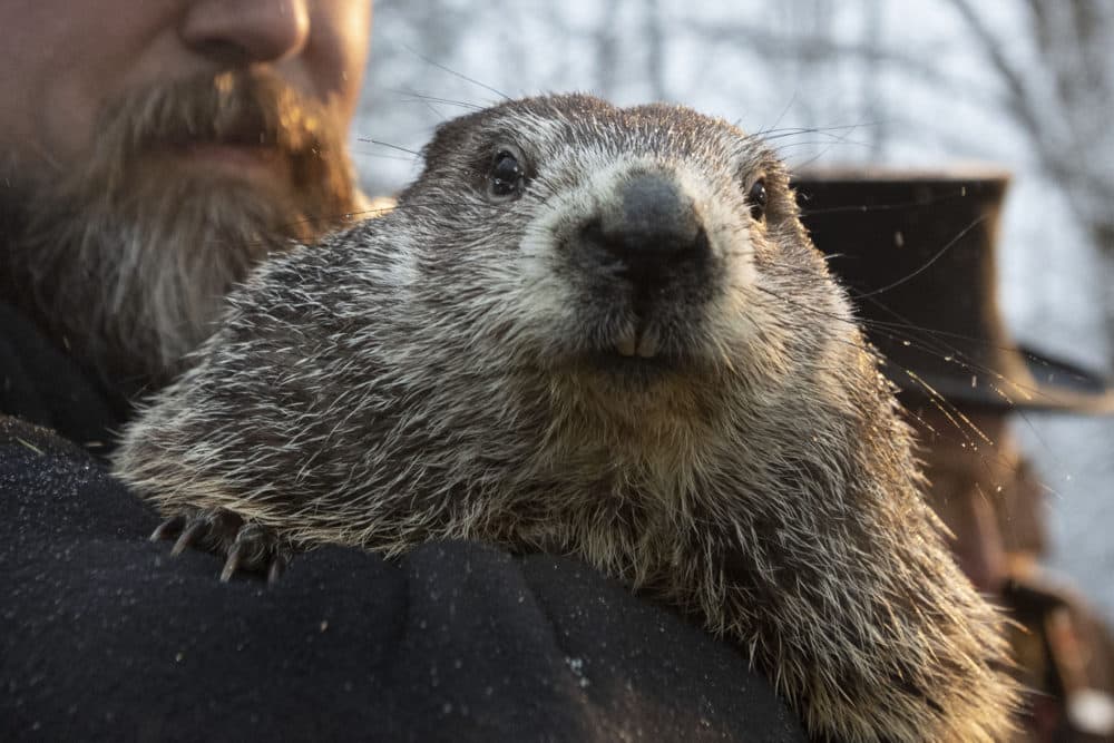 Punxsutawney Phil, the weather prognosticating groundhog, has forecast an early spring in 2020. (AP Photo/Barry Reeger)