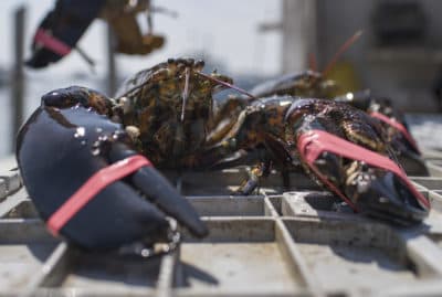 The lobster industry in New England has been impacted by Trump's trade policies. (Joe Raedle/Getty Images)