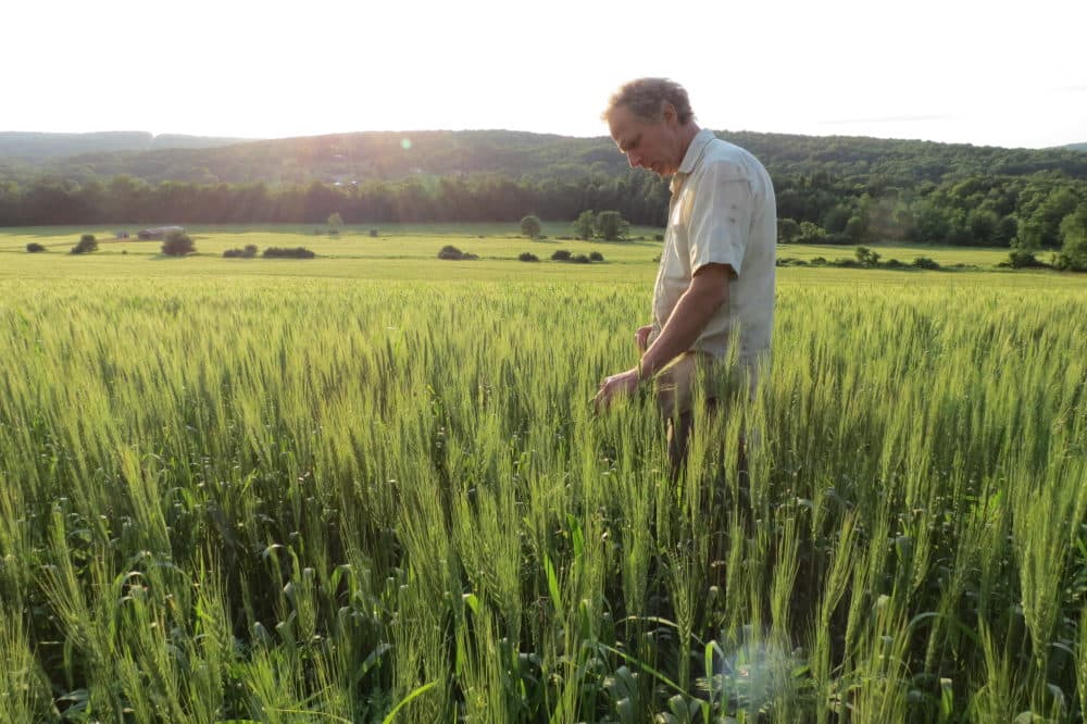 Thor Oechsner, an organic farmer in Newfield, N.Y., stands in a field of hard red spring wheat. (Oechsner Farms)