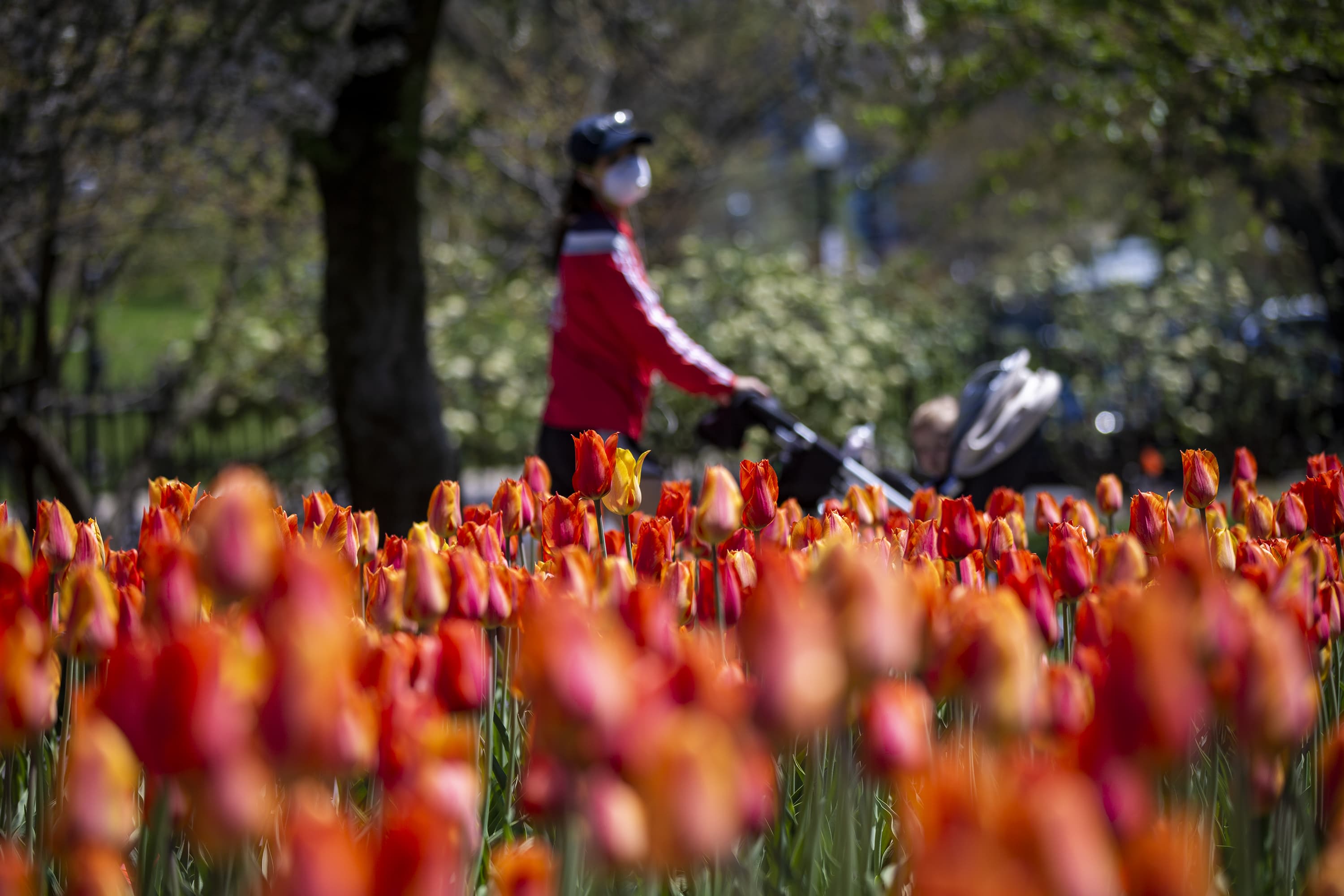 A woman with a baby carriage walks past the tulips in bloom at the Boston Public Garden. (Jesse Costa/WBUR)