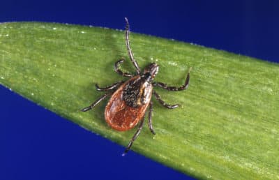 In this undated file photo provided by the U.S. Centers for Disease Control and Prevention (CDC) a deer tick rests on a plant. (CDC via AP)