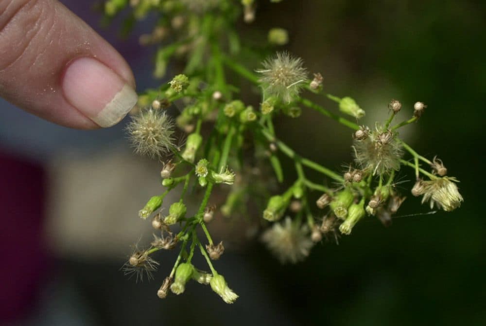 Loretta McConegy points to the pollen on a ragweed plant in Newark, N.J., in this 2001 photo. The start of spring allergy season adds another complication to the coronavirus pandemic. (Daniel Hulshizer/AP)