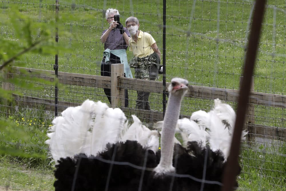 Visitors to the Franklin Park Zoo make a recording of a male ostrich named &quot;Julius&quot;, May 28, 2020, in Boston. The zoo was open to members only Thursday for the first time in about two months due to concerns about COVID-19. (Steven Senne/AP)
