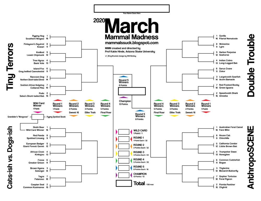 Missing your fix of college basketball bracketology? Check out March Mammal Madness. (Courtesy Katie Hinde)