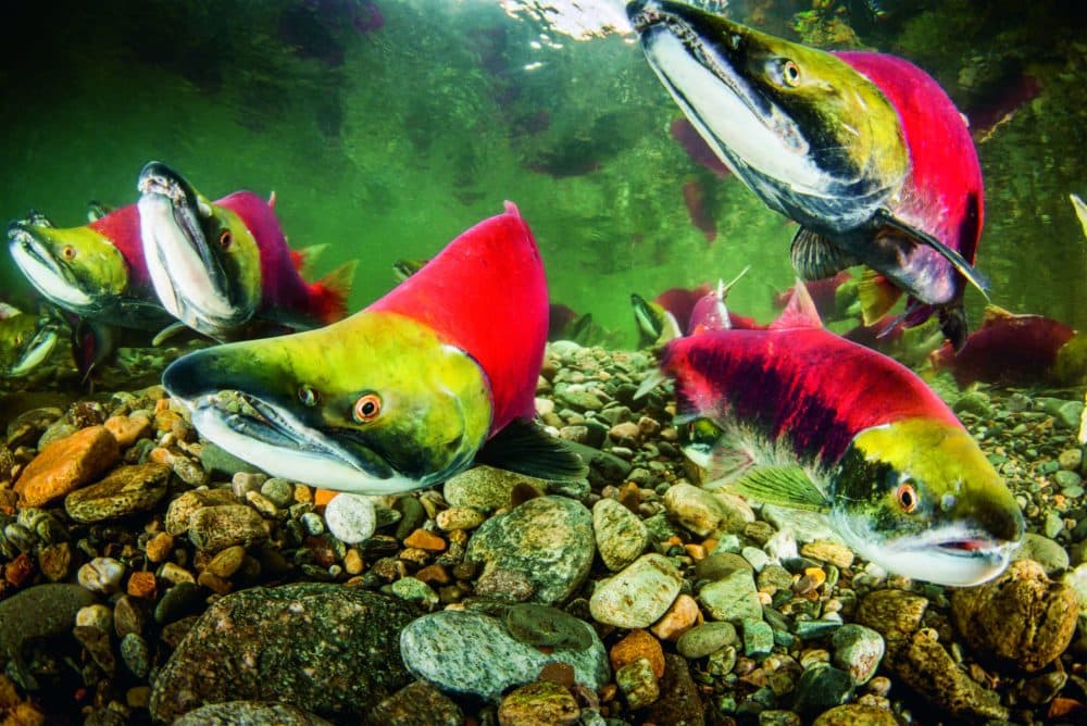 Male sockeye and one female—the one without the hook jaw at lower right—ready for spawning in the Adams River, British Columbia. (Eiko Jones/Courtesy of Patagonia Books)