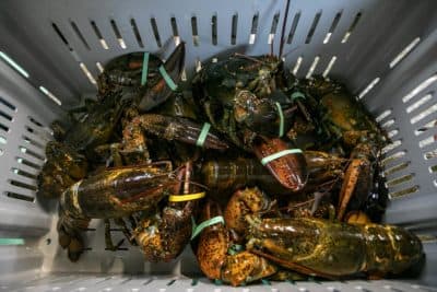 A bin of just caught lobster at Fisherman’s View Seafood Market in Sandwich. (Jesse Costa/WBUR)