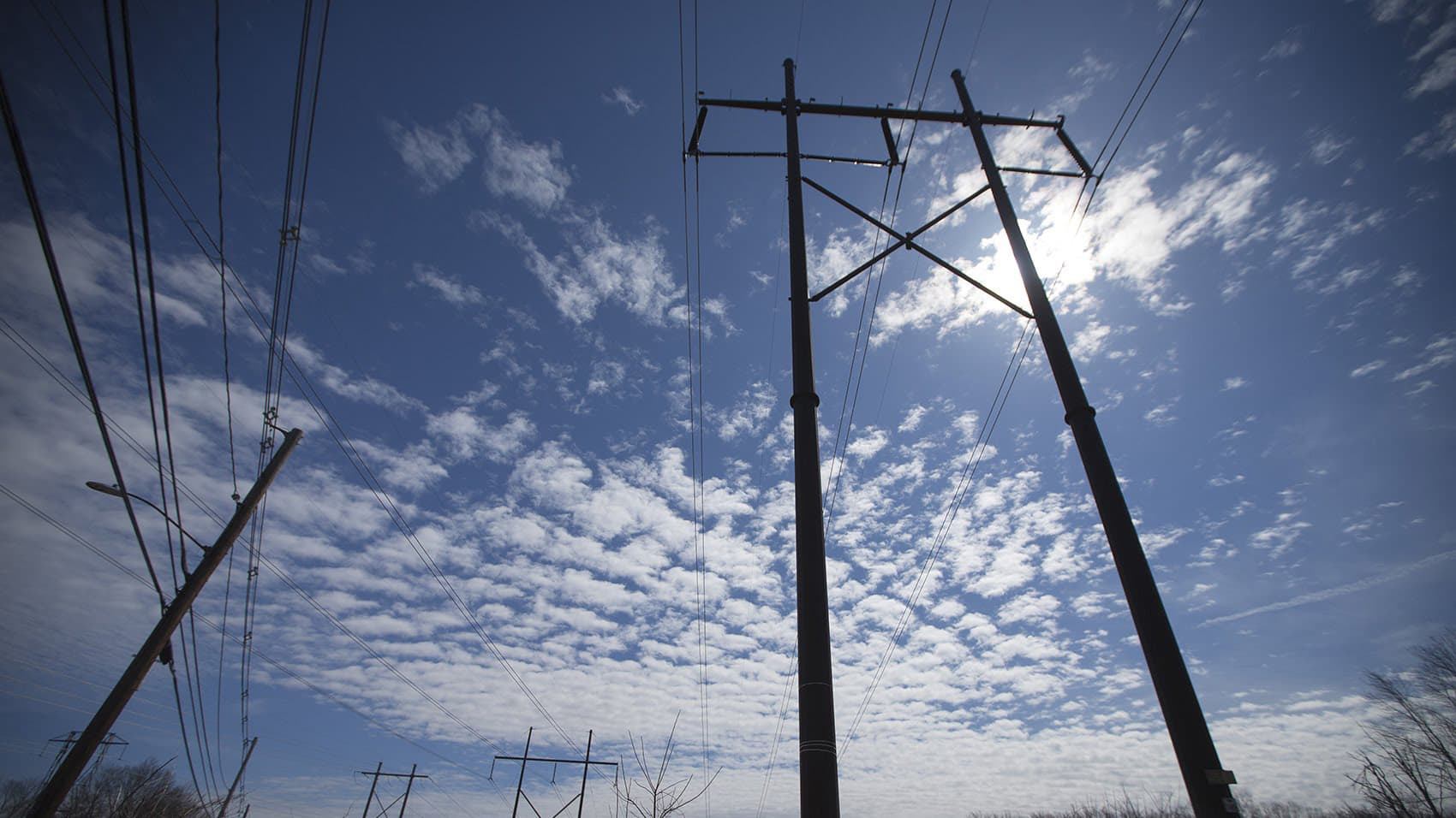 Powerlines in Medway, MA. (Jesse Costa/WBUR)
