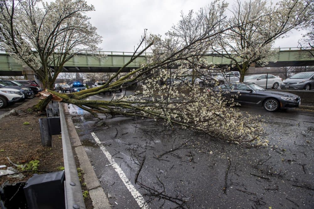 A tree was downed by the high winds of Monday's storm along Storrow Drive eastbound by Massachusetts General Hospital, blocking the two right lanes. (Jesse Costa/WBUR)